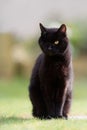 One Eyed Black Cat Sitting Royalty Free Stock Photo