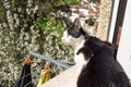 One Eyed Black and White Cat Sitting on Windowsill in Portuguese Village Royalty Free Stock Photo