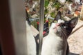 One Eyed Black and White Tuxedo Cat in Window Above Village Royalty Free Stock Photo