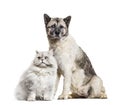 One-eyed blind cat and dog, isolated on white Royalty Free Stock Photo