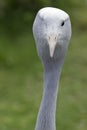 One eyed Blue Crane Royalty Free Stock Photo