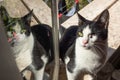 One Eyed Cat Sitting on Sunny Windowsill with Drying Laundry Royalty Free Stock Photo