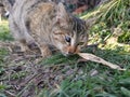 One eyed cat trying to eat. Royalty Free Stock Photo