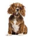 One-eyed Cavalier King Charles puppy sitting, 4 months old Royalty Free Stock Photo