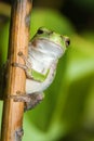 One Eyed Cope's Gray Tree frog. Royalty Free Stock Photo