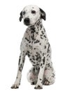 One-eyed Dalmation, 10 years old, sitting