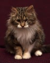 One-eyed, fluffy cat Royalty Free Stock Photo