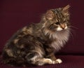 One-eyed, fluffy cat Royalty Free Stock Photo