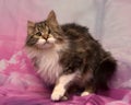 One-eyed, fluffy cat Royalty Free Stock Photo