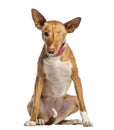 One-eyed Ibizan Hound (2 years old)