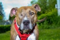 One Eyed Jack the pitbull rescue Royalty Free Stock Photo