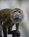 Crab eating macaque, Macaca fascicularis,looking into the camera