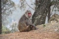 One eyed monkey sitting across the road