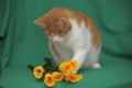 One-eyed red-haired with a white cat with yellow roses Royalty Free Stock Photo