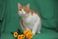 One-eyed red-haired with a white cat with yellow roses Royalty Free Stock Photo