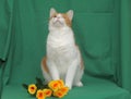 One-eyed red-haired with a white cat with yellow roses Royalty Free Stock Photo