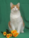 One-eyed red-haired with a white cat with yellow roses Royalty Free Stock Photo