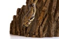 One-eyed snake boa constrictor slides on a wooden piece. visible healthy eye. on a white background