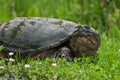 One-eyed Snapping Turtle