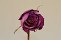 one faded pink rose on a gray background Royalty Free Stock Photo