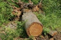 One fallen dry gray brown tree with roots and a cut Royalty Free Stock Photo