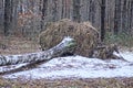 one fallen large birch tree with roots lies on the ground Royalty Free Stock Photo