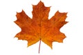 one fallen maple leaf Royalty Free Stock Photo