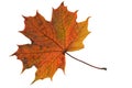 One fallen maple leaf Royalty Free Stock Photo