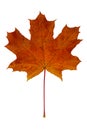 One fallen maple leaf Royalty Free Stock Photo