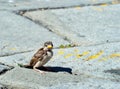 One fallen sparrow in street. Biblical parable or metaphor maybe Royalty Free Stock Photo