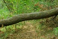 One fallen trunk of a gray oak tree on a forest Royalty Free Stock Photo