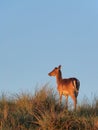 One fallow deer in the Amsterdam water supply dunes near to Amsterdam and Zandvoort