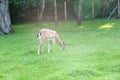 Fallow deer grazes in the corral Royalty Free Stock Photo