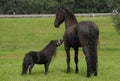 One family, a big and small horse