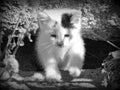 One Farm Kitten in black and white Royalty Free Stock Photo