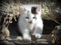 One farm kitten in color Royalty Free Stock Photo