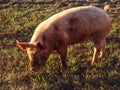 One farm pig grazing in pature