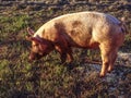 One farm pig grazing in pature