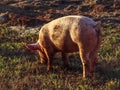 One farm pig grazing in pature Royalty Free Stock Photo