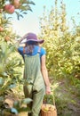 One farmer harvesting juicy and nutritious organic fruit in summer season. Woman holding a basket of freshly picked Royalty Free Stock Photo