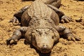 One fat gator. Royalty Free Stock Photo
