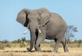 One female african elephant with big ears walking with blue sky in Savuti Botswana Royalty Free Stock Photo