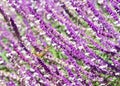 Allen`s Hummingbird in Mexican Bush Sage flowers Royalty Free Stock Photo