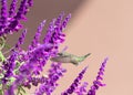 Anna`s Hummingbird hovering in Mexican Bush Sage Flowers