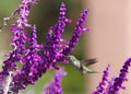 Anna`s Hummingbird drinking nectar from Mexican bush sage flowers