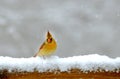 One female Cardinal sits in the snow. Royalty Free Stock Photo