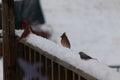 One female cardinal sitting in attention amongst other birds on the railing to my deck