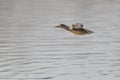 one female common teal (Anas crecca) in flight over water Royalty Free Stock Photo