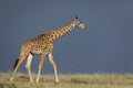 One female giraffe walking in sunshine with dark blue stormy clouds in Masai Mara in Kenya