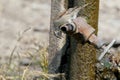 One female of the house sparrow drink water Royalty Free Stock Photo